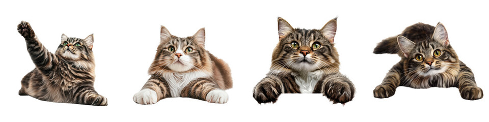 Stretching Norwegian Forest cats displaying playful poses and expressions, isolated on transparent background.