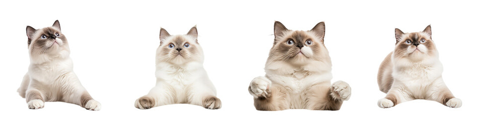 Fototapeta premium Stretching Ragdoll cats with blue eyes in various poses, showcasing their grace, isolated on transparent background.