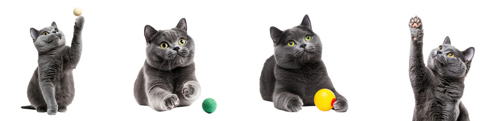 Gentle Russian Blue cat playing with colorful toys, showcasing curiosity and fun, isolated on transparent background.