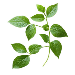 Naklejka premium Green Leaf Background Image on transparent background.