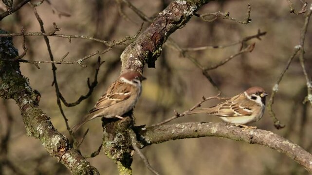 two tree sparrows on a branch