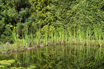 Pond is located in evergreen landscaped garden. Swamp irises with yellow flowers grow on shore of magic pond. Close-up of yellow flowers