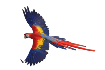 Colorful flying Scarlet Macaw parrot isolated on transparent background png file
