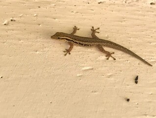 A brown African cape gecko on a white wall