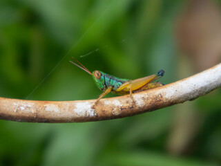 A close-up of a brightly colored grasshopper clinging to a corroded metal rod. The insect's body is a striking metallic green, with contrasting yellow markings. Its long antennae are extended