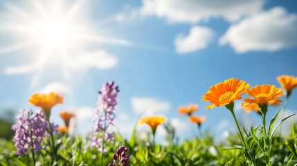 Obraz premium Sunny meadow wildflowers blooming under a bright sky, ideal for springtime greetings or nature website banners