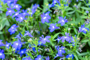 close-up blue Lobelia Erinus flowering in a summer garden
