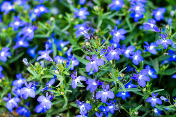 close-up blue Lobelia Erinus flowering in a summer garden
