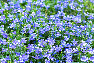 Naklejka premium close-up blue Lobelia Erinus flowering in a summer garden