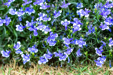 close-up blue Lobelia Erinus flowering in a summer garden