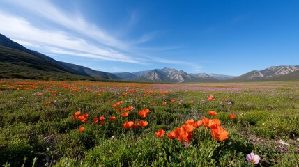 Vibrant orange poppies bloom in mountain valley meadow under a blue sky; travel brochure use