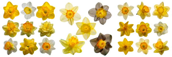 Close-up of Blooming Daffodils on a Black Background