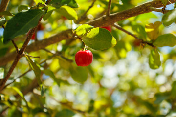 Fruto de acerola vermelho em galho com folhas verdes e fundo desfocado, Red acerola fruit on a...