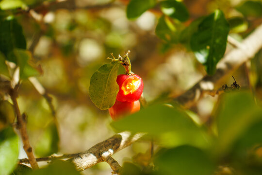 Fruto de acerola vermelho em galho com folhas verdes e fundo desfocado, Red acerola fruit on a branch with green leaves and blurred background