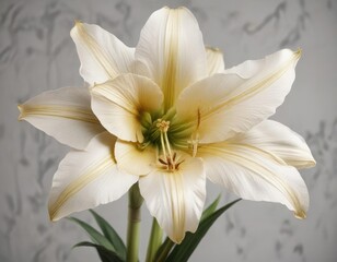 Fototapeta premium Fancy lily hippeastrum in white and gold hues, Stylish, Hues