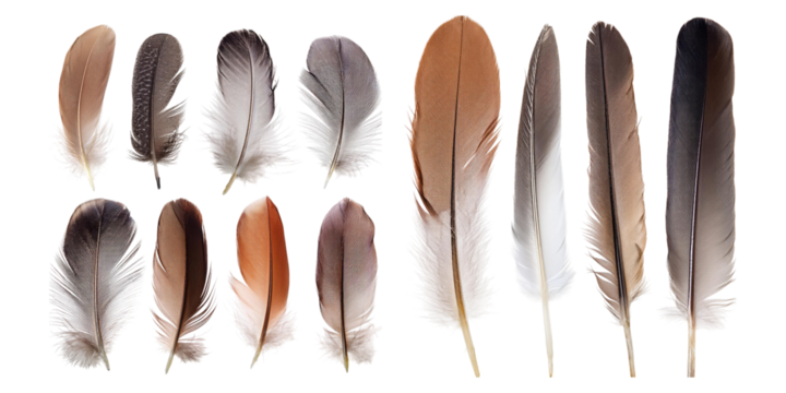 Assorted Bird Feathers on Transparent Background