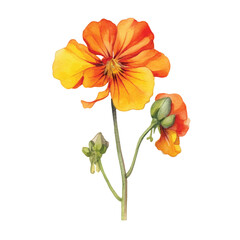 watercolor Nasturtium isolated white background