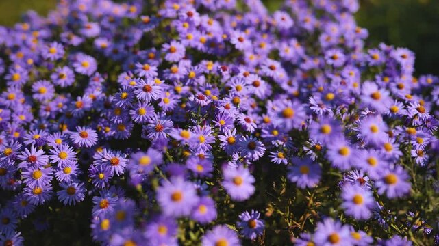 Beautiful purple aster flowers blooming in a vibrant garden, adding a touch of color to the autumn landscape