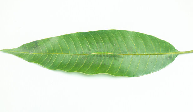 Caterpillars of the Common Gaudy Baron butterfly (Euthalia lubentina) camouflage on green mango leaves. Green caterpillars camouflage on green leaves isolated on white background