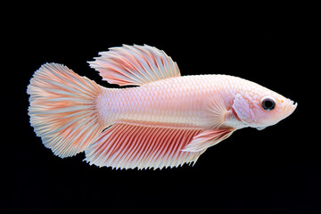 Fototapeta premium Close Up Pink White Plakat, Halfmoon betta fish, siamese fighting fish, capture moving of fish, betta splendens on dark black background