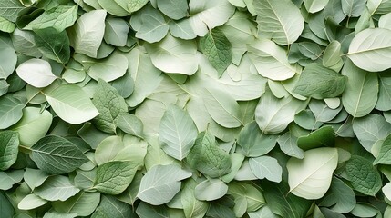 Obraz premium Abundant green foliage forming a lush natural background with intricate texture and repeating pattern The verdant leaves create a calming
