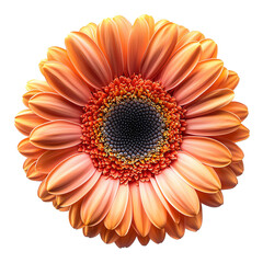 Beautiful Peach Gerbera Daisy Flower Bloom Isolated Soft Warm Black Macro Plant isolated on transparent or white background, png
