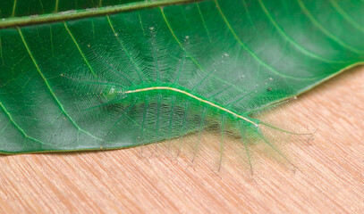 Caterpillars of the Common Gaudy Baron butterfly (Euthalia lubentina) camouflage on green mango leaves. Green caterpillars camouflage on green leaves on wood background © Scorpeow