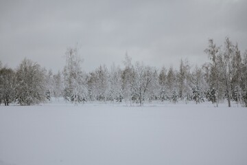  A snowy winter forest with a path surrounded by snow-covered trees