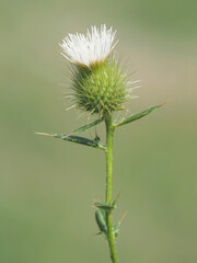 The spear thistle, uncommon white flowers variety, Cirsium vulgare
