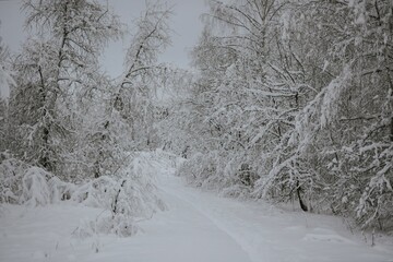 A snowy winter forest with a path surrounded by snow-covered trees