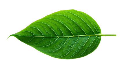 Obraz premium Green leaf isolated on transparent or white background, cut out png