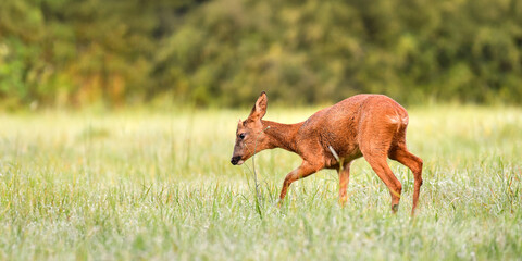 Young roe deer buck eating the flower of a plant while walking in a clearing after the rain....