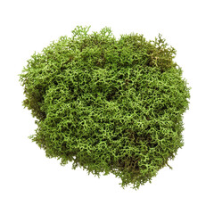 Obraz premium Green Moss Background Texture on transparent background.
