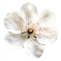 A highly detailed and realistic image of an elegant, large flower in full bloom