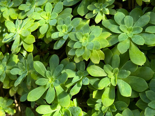 Sedum palmeri succulent plant rosette green leaves.