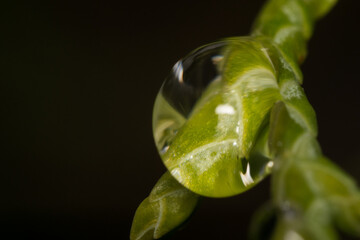 close-up shot of a drop beetle on a needle
