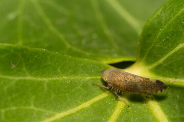close-up shot of a treehopper
