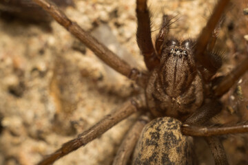 close-up shot of a spider in its natural habitat