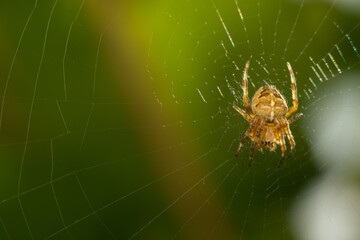 close-up shot of a spider in its natural habitat