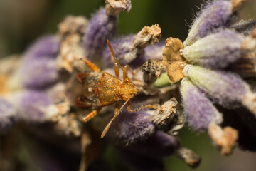 close-up shot of a beetle in its natural habitat
