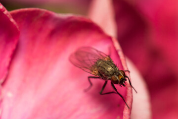 close-up shot of a fly
