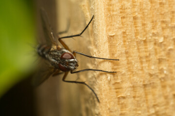 close-up shot of a fly
