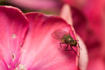close-up shot of a fly
