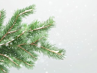 Snow Covered Pine Branches with Falling Snow on Light Background.