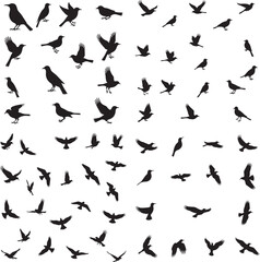 Set of silhouettes of birds vector icon illustration, perfect for logo design, art projects, and graphic design with white background