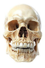 Obraz premium Detailed anatomical skull showcasing dental structure, emphasizing teeth alignment and health