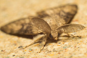 close-up shot of a moth
