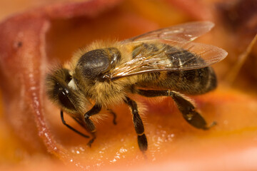 close-up shot of a bee at work