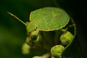 Palomena viridissima in its natural habitat