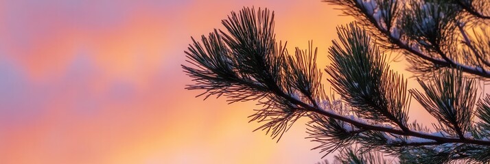 Snowy Pine Branch Silhouetted Against a Vivid Pink and Orange Sunrise Sky.